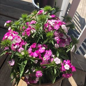 Meet your Posher, Catherine